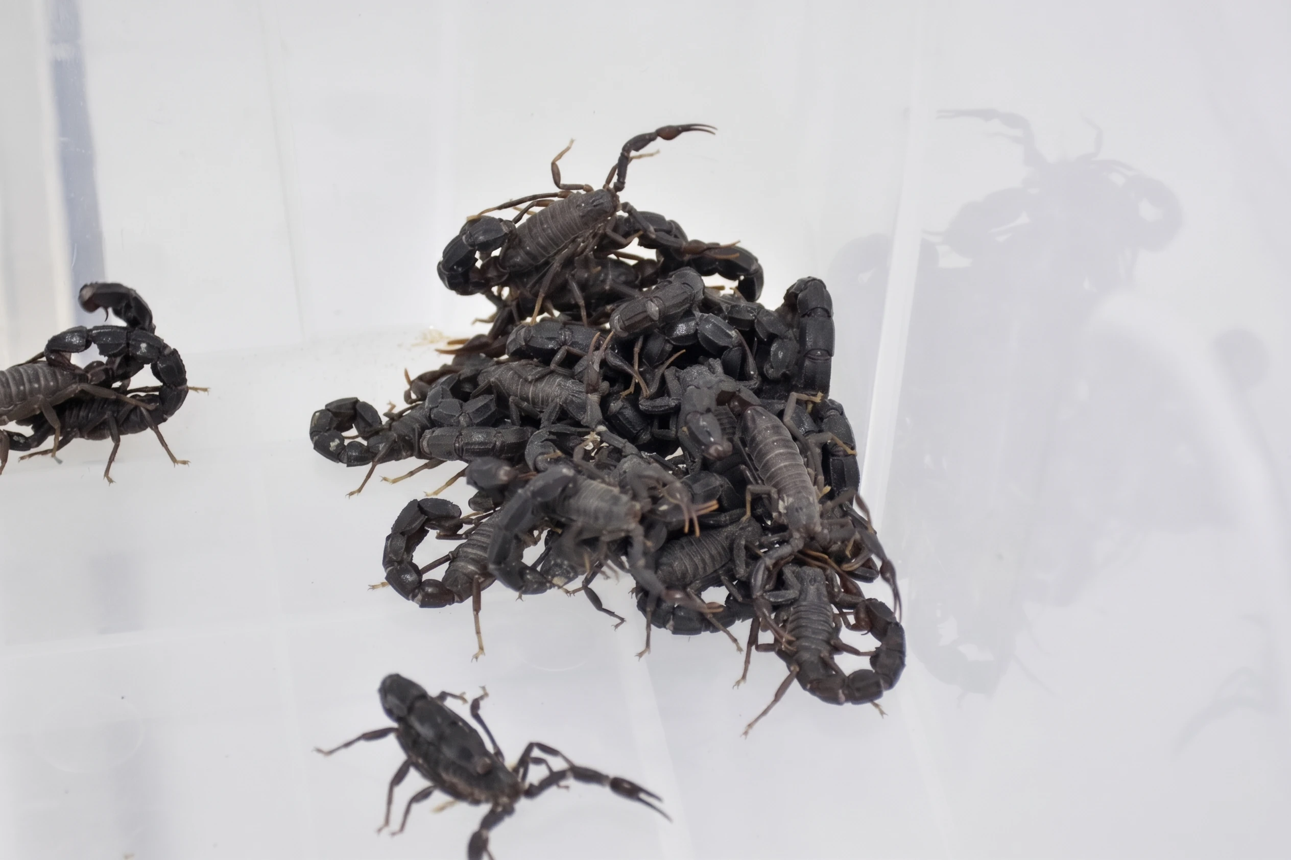 Captive Colony Management and Controlled Housing