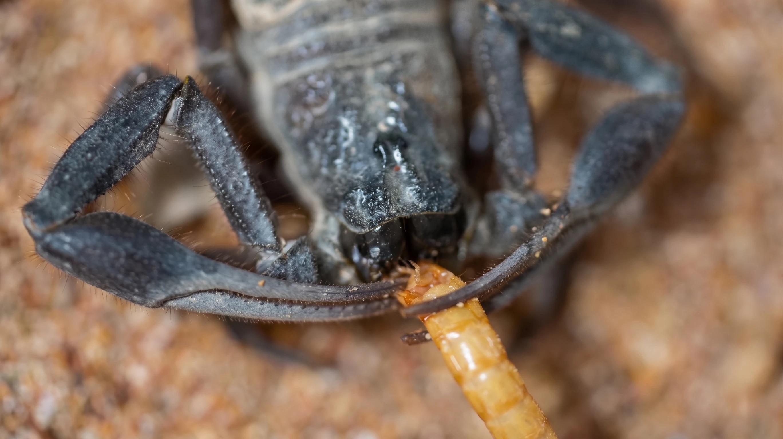 Hottentotta Schach Feeding