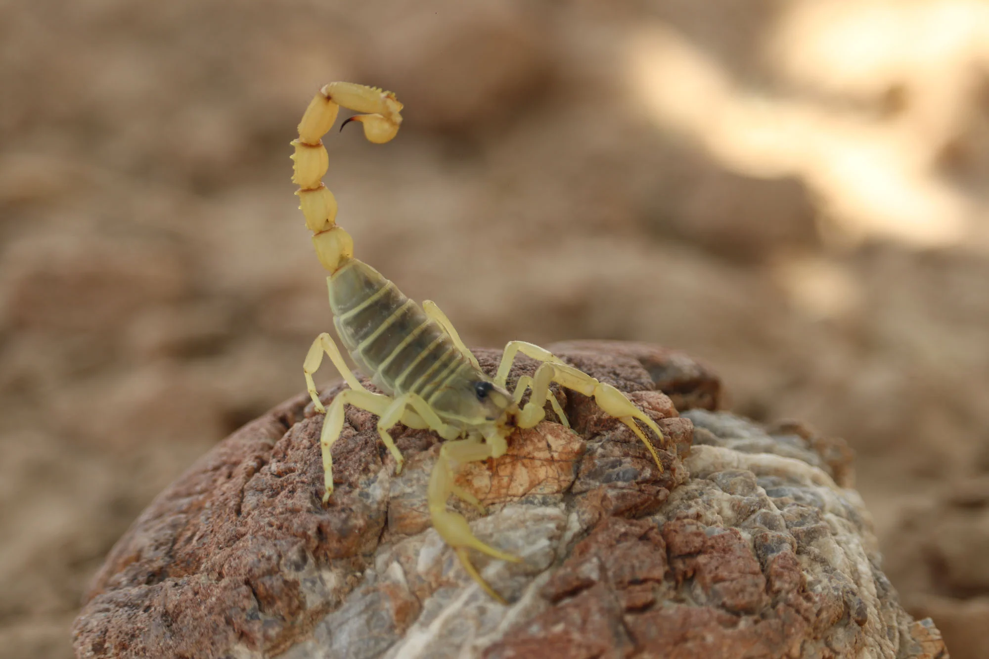Biological Specimen Profile and Taxonomic Integrity