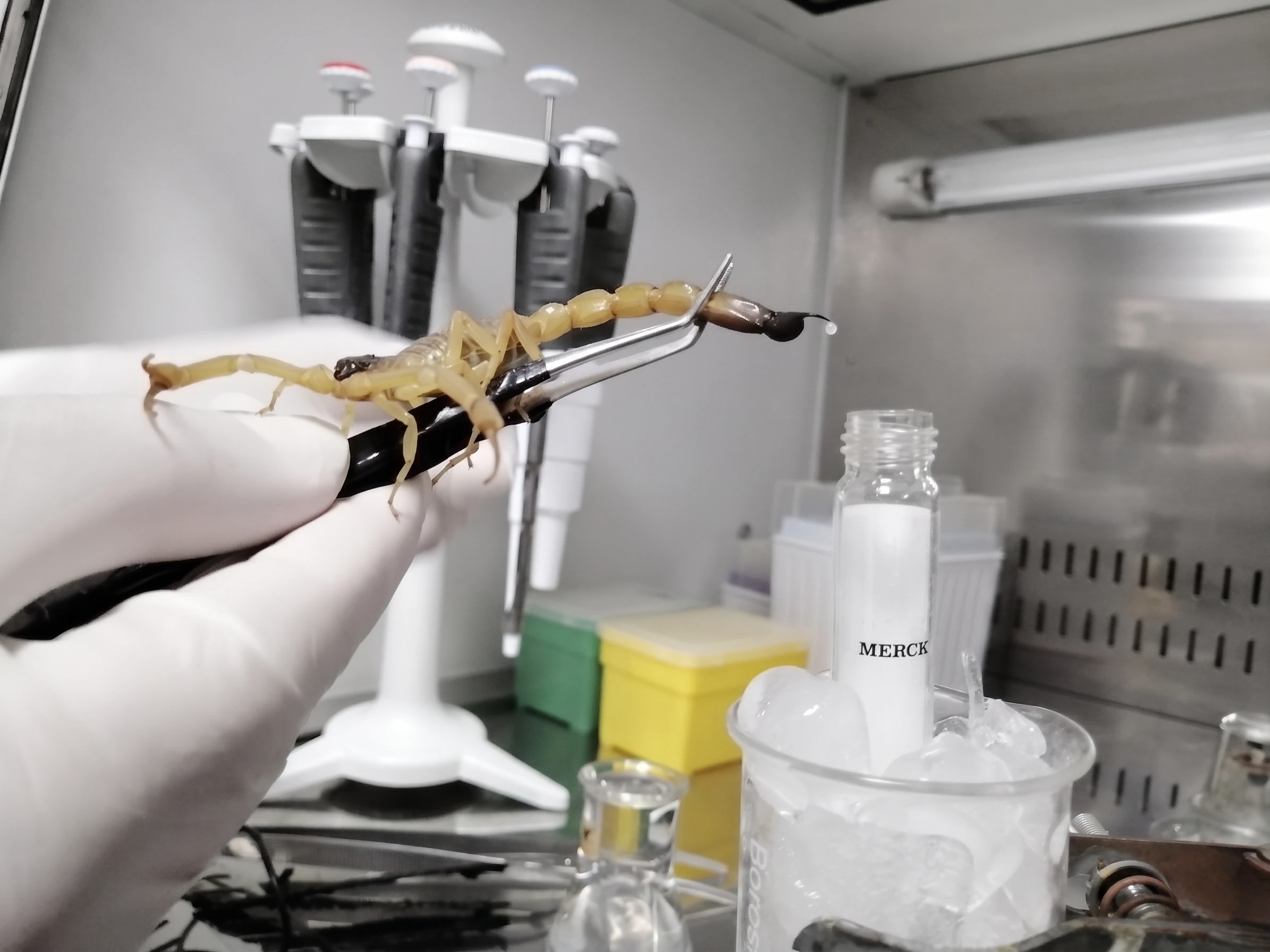 Micro-drop assay
