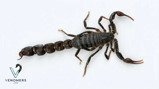 Dorsal view of Androctonus crassicauda