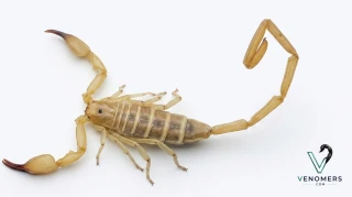 Dorsal view of Hemiscorpius lepturus