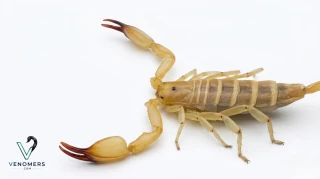 Morphology detail of Hemiscorpius lepturus