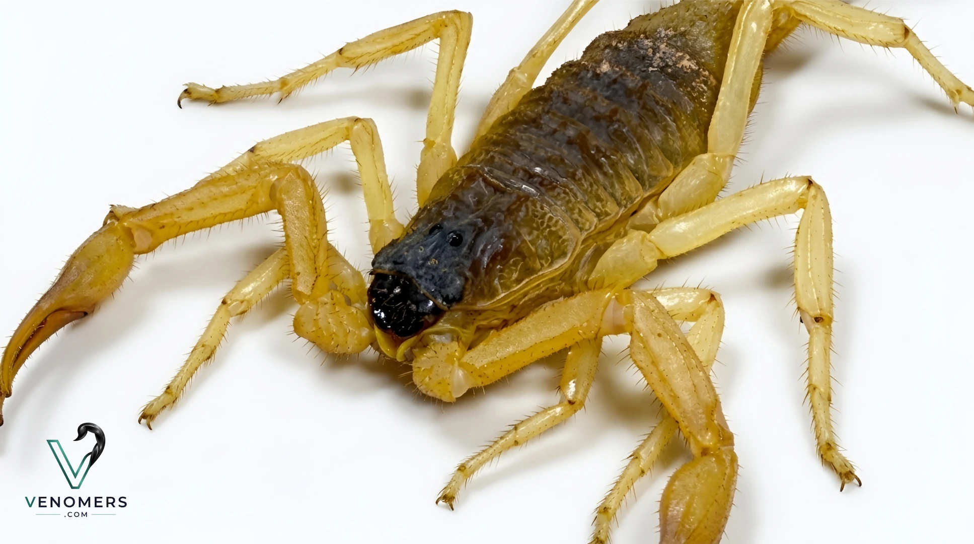 Hottentotta saulcyi, dorsal view