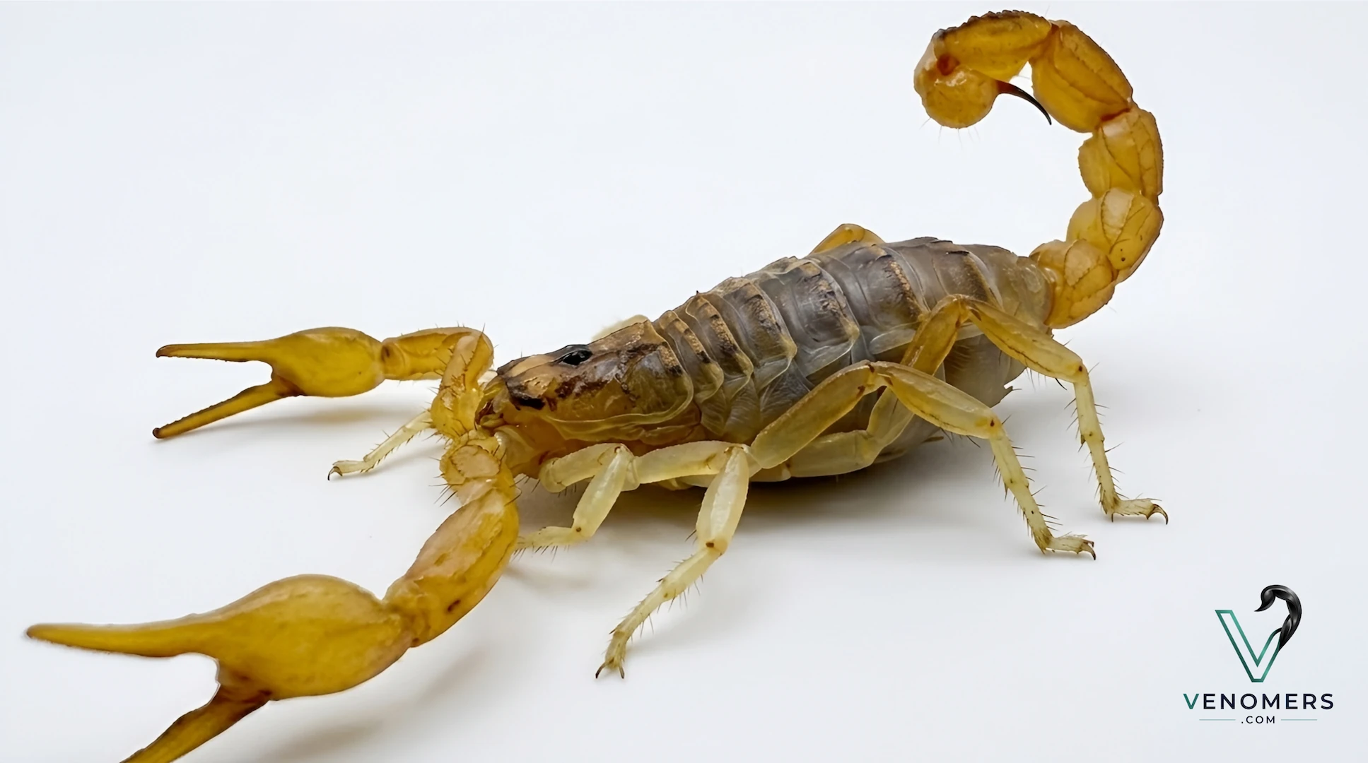 Mesobuthus eupeus, dorsal view