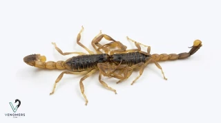 Kiss of Odontobuthus doriae
